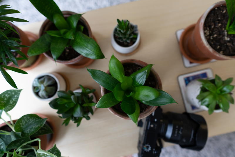 A group of potted plants on a table.