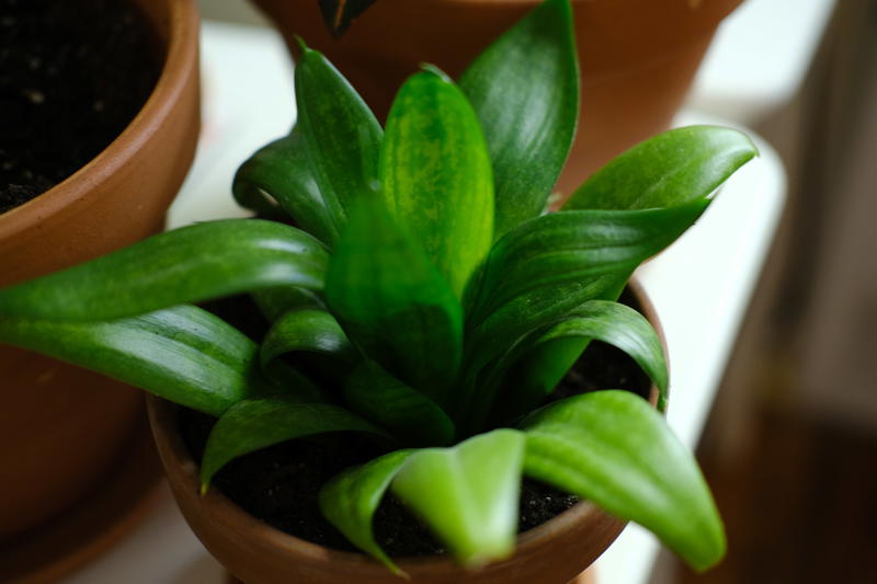 A green plant in a pot on a shelf.