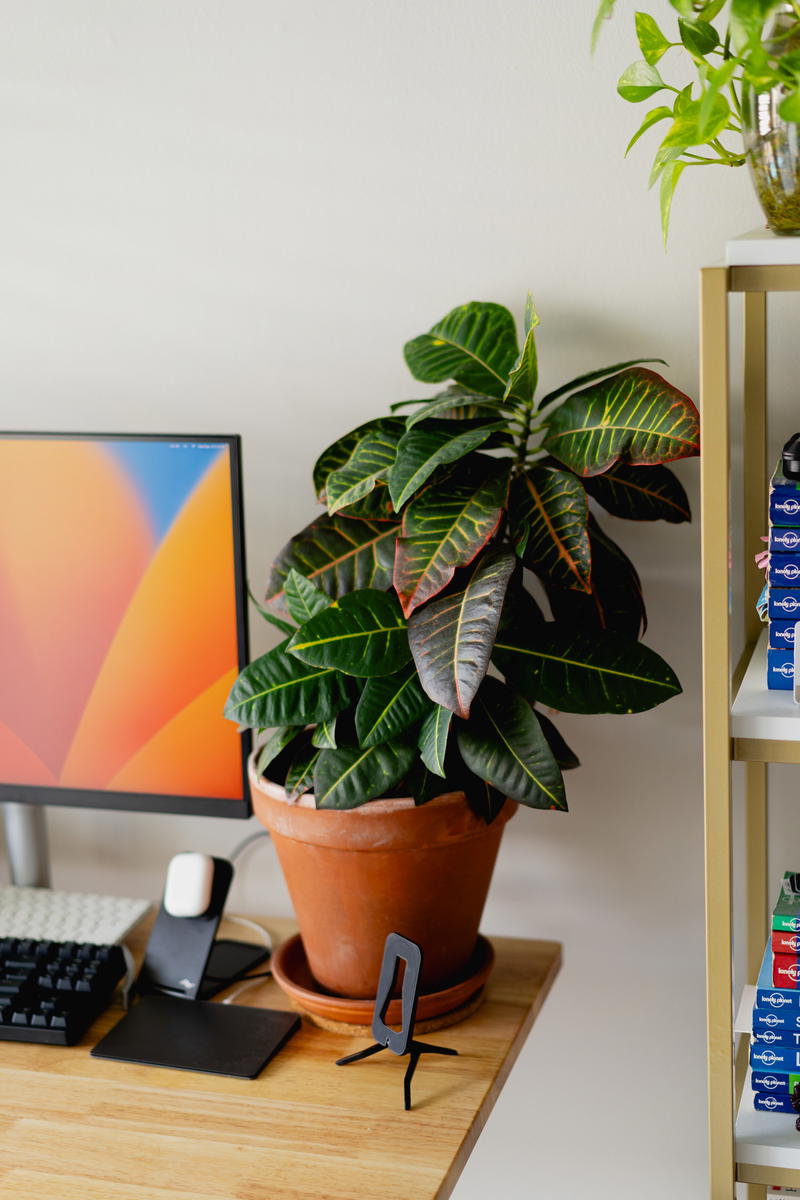 A desk with a plant in a home office.