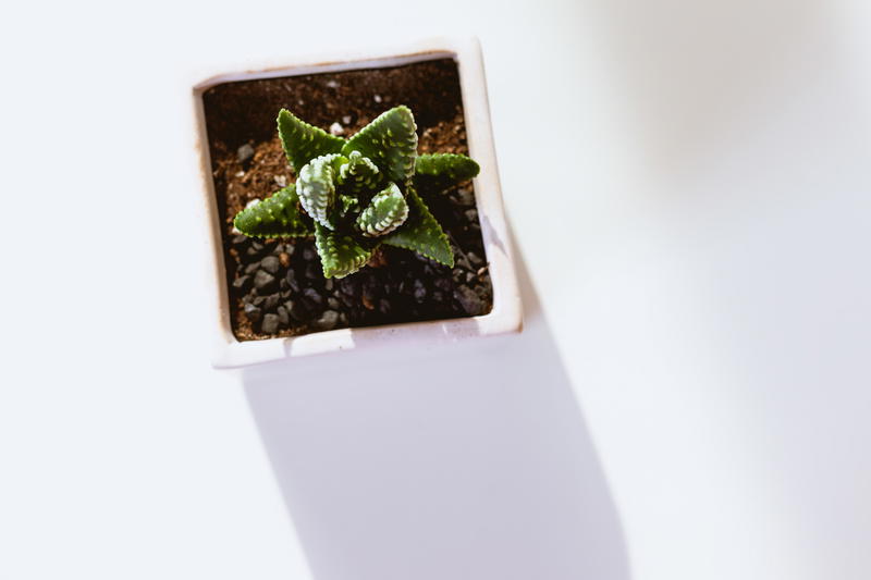 Small succulent in a cute mini pot on a white backdrop with sun coming in and creating a shadow